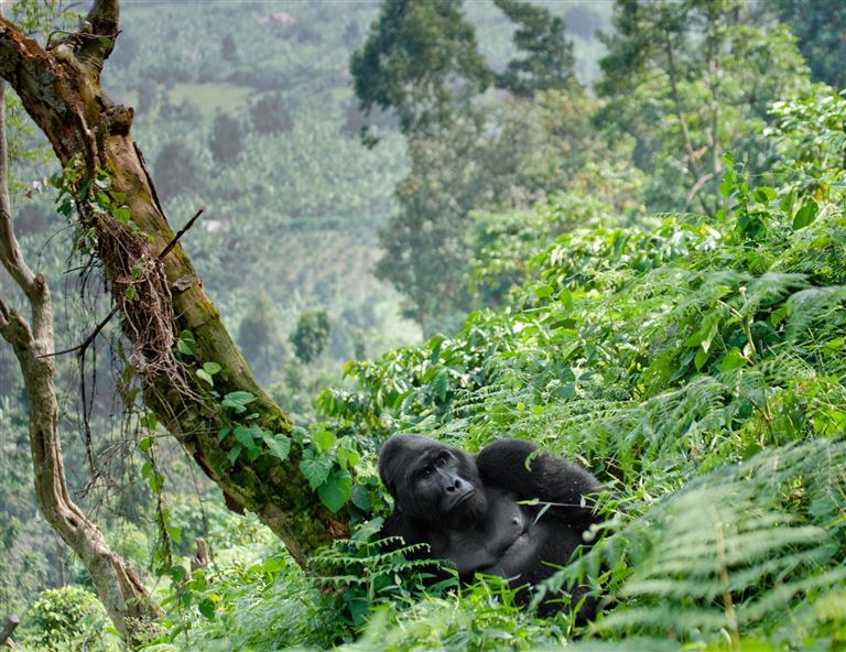 Uganda mit Gorilla-Tracking ©ANDREYGUDKOV/istock